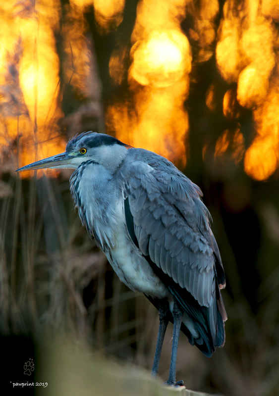 Grey Heron against a setting Sun, photo taken at the London wet lands centre 