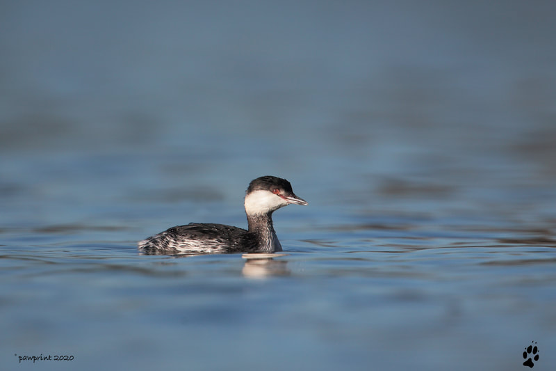 The grebe who spent winter at Attenborough nature reserve , Nottinghamshire