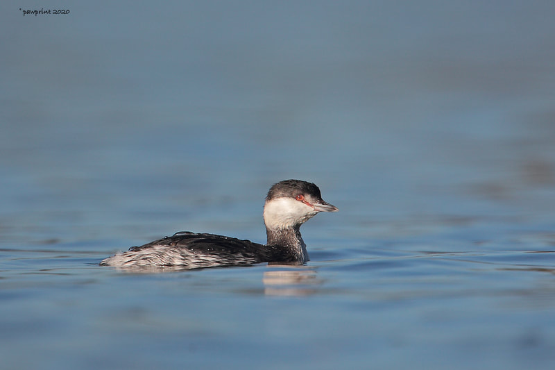 The grebe who spent winter at Attenborough nature reserve , Nottinghamshire
