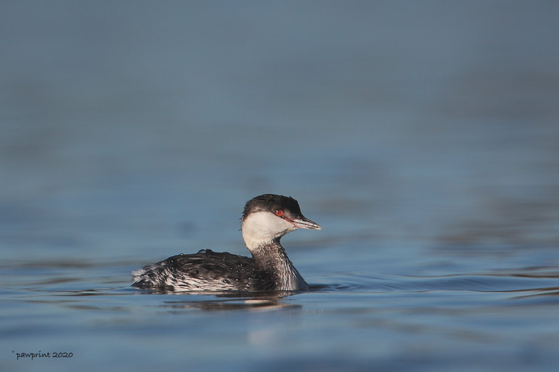 The grebe who spent winter at Attenborough nature reserve , Nottinghamshire